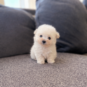 Puppy Name : Lucy
