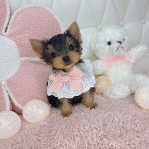 puppy name : gigi