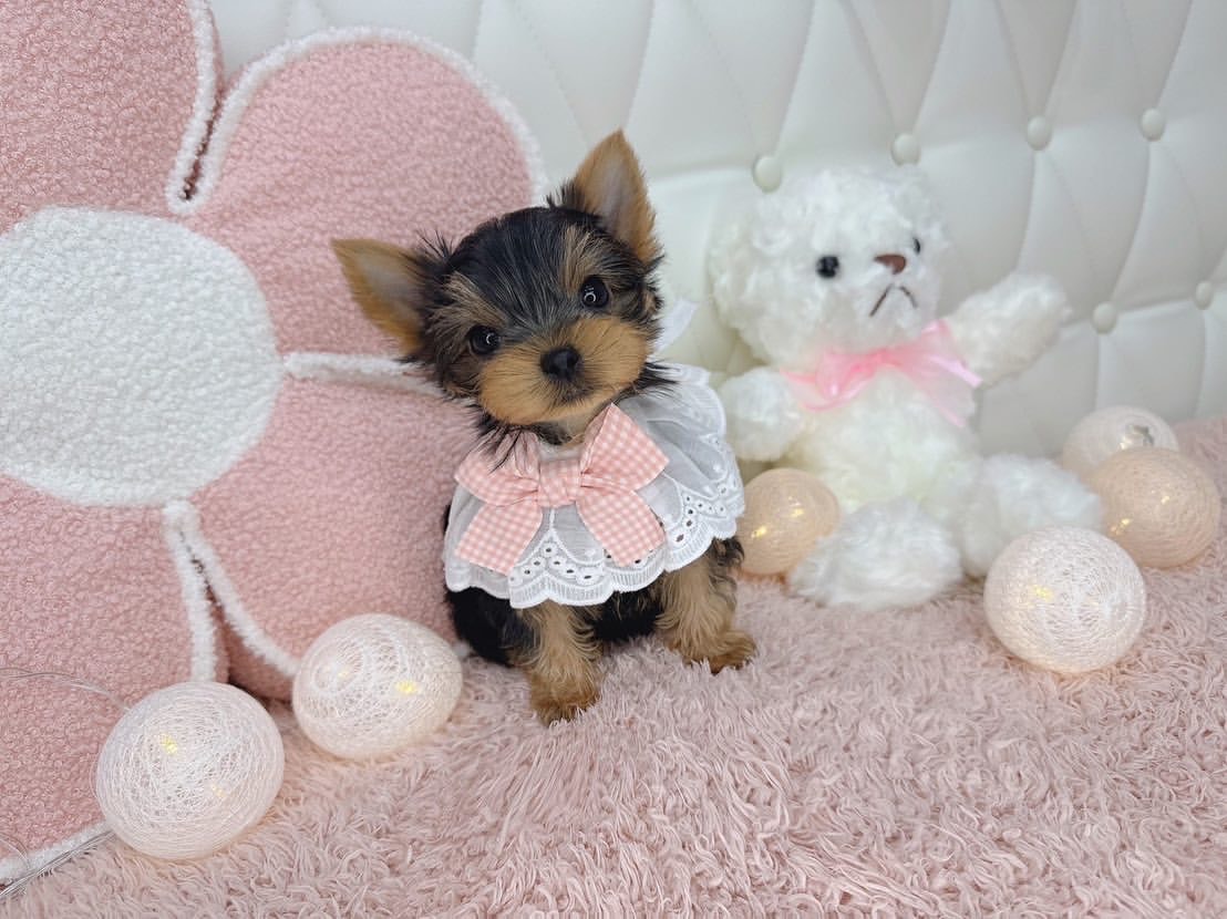 puppy name : gigi
