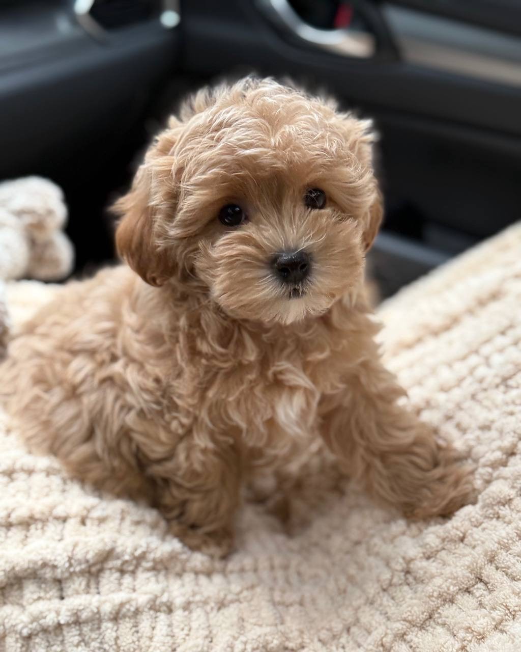 puppy name : tucker (copy)