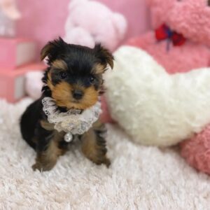puppy name : bella
