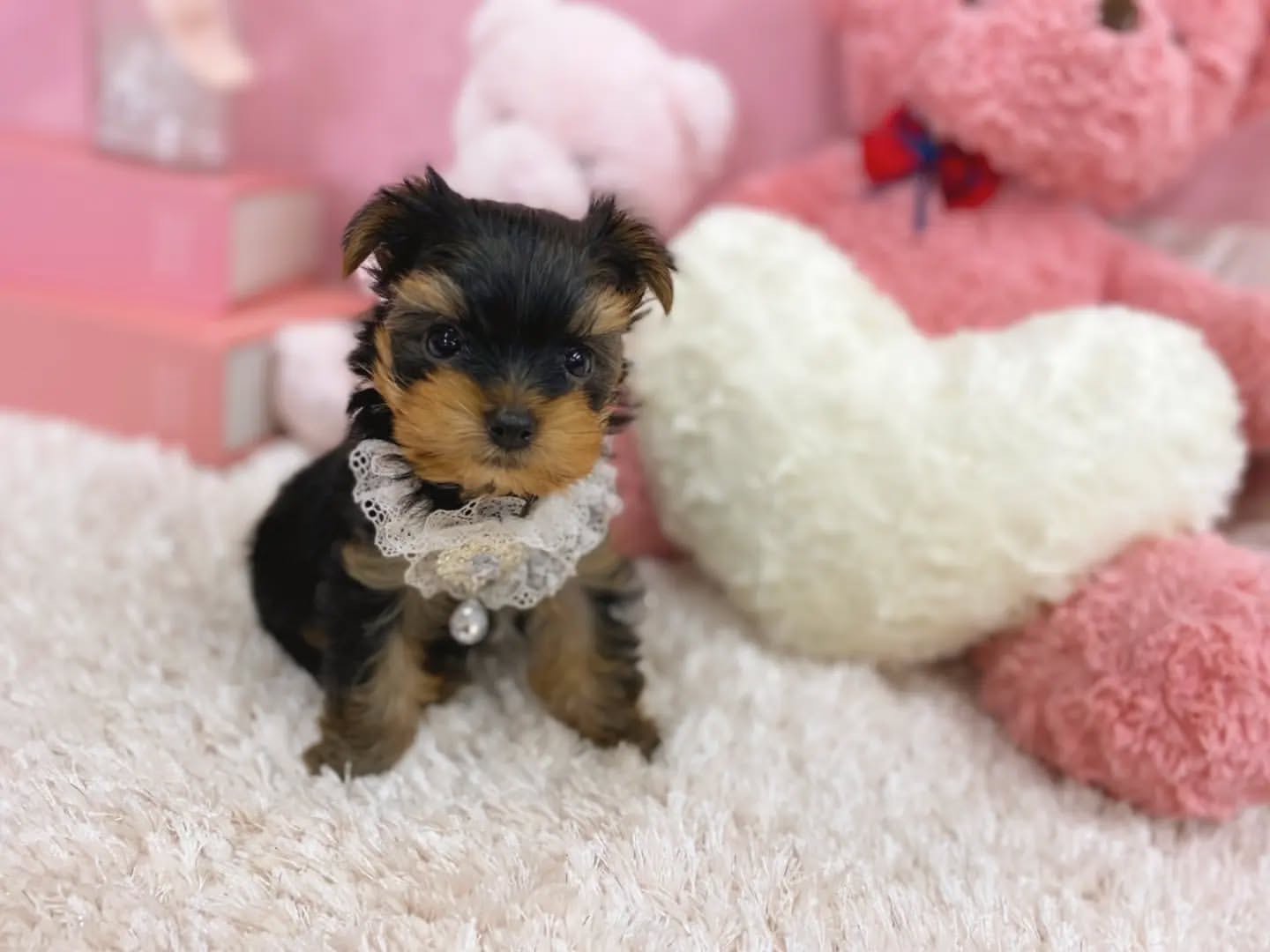 puppy name : bella