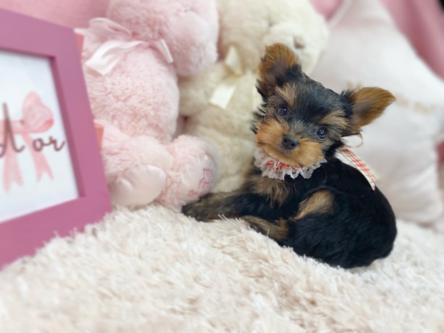puppy name : gigi (copy)