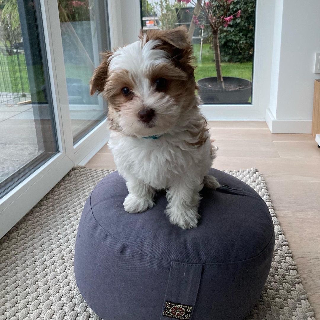 puppy name : finn (copy)