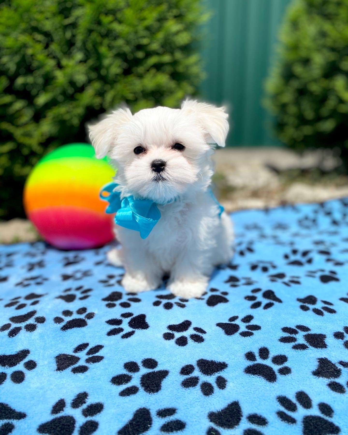puppy name : daisy (copy)