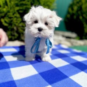 puppy name : lulu