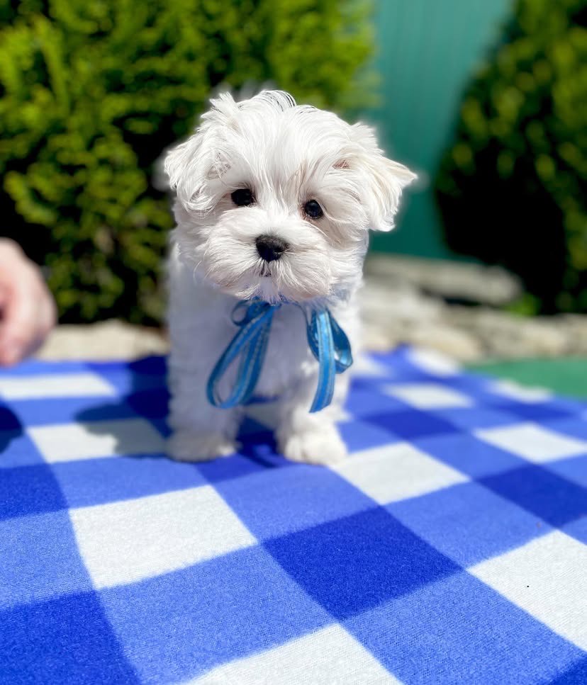 puppy name : lulu