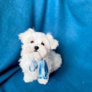 puppy name : milo