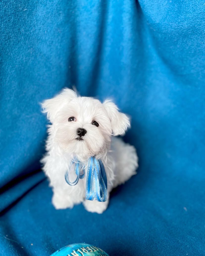 puppy name : milo