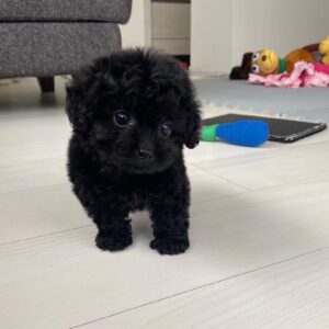 puppy name : luna (copy)