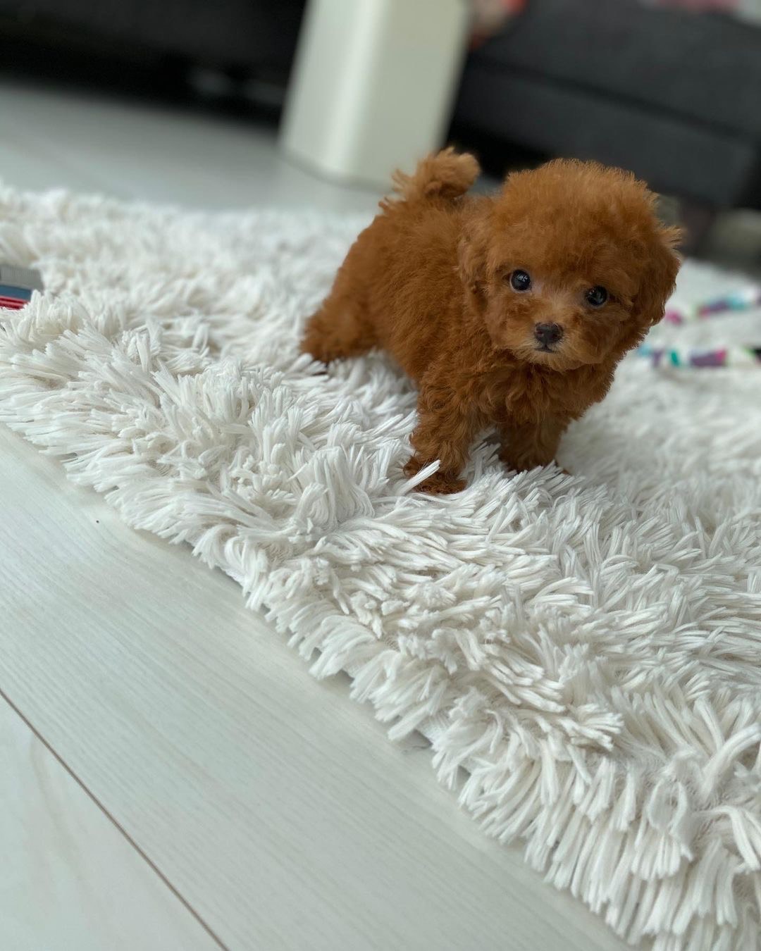 puppy name : leo (copy)