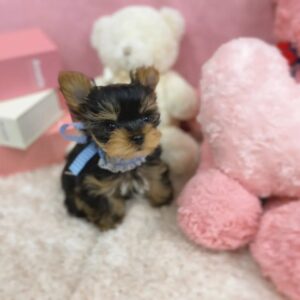 Puppy Name : Zara