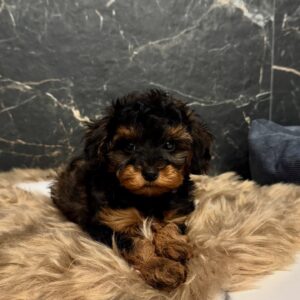 Puppy Name : Lila