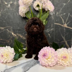 Puppy Name : Jaspar