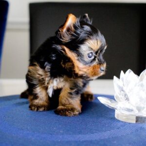 puppy name : finn