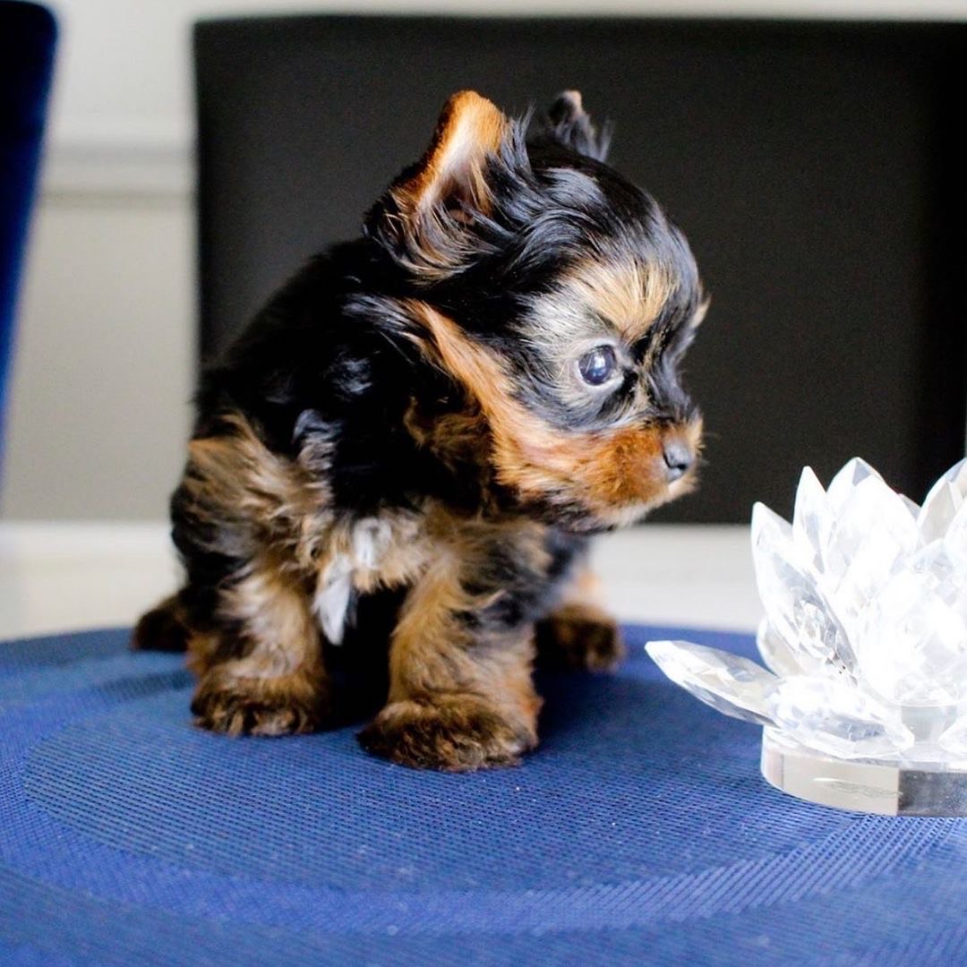 puppy name : finn