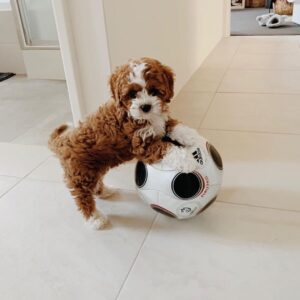 Puppy Name : King/male