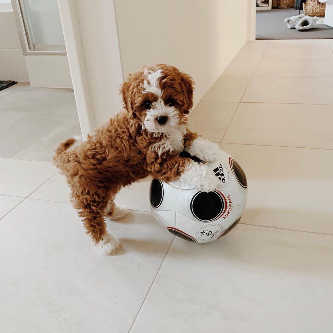 Puppy Name : King/male