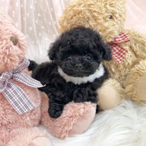 Puppy Name : Max