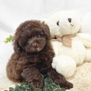 Puppy Name : Tony
