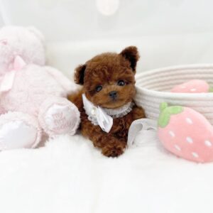 Puppy Name : Lexi