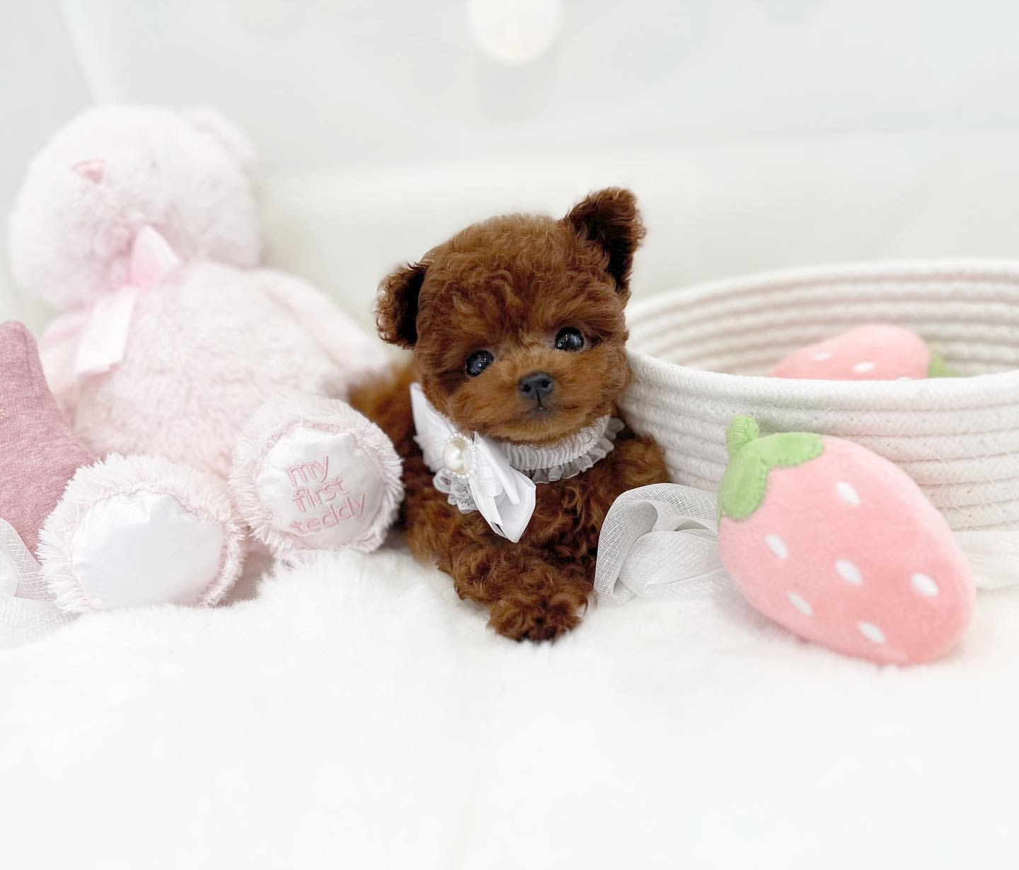 Puppy Name : Lexi
