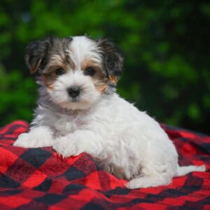 puppy name : remy