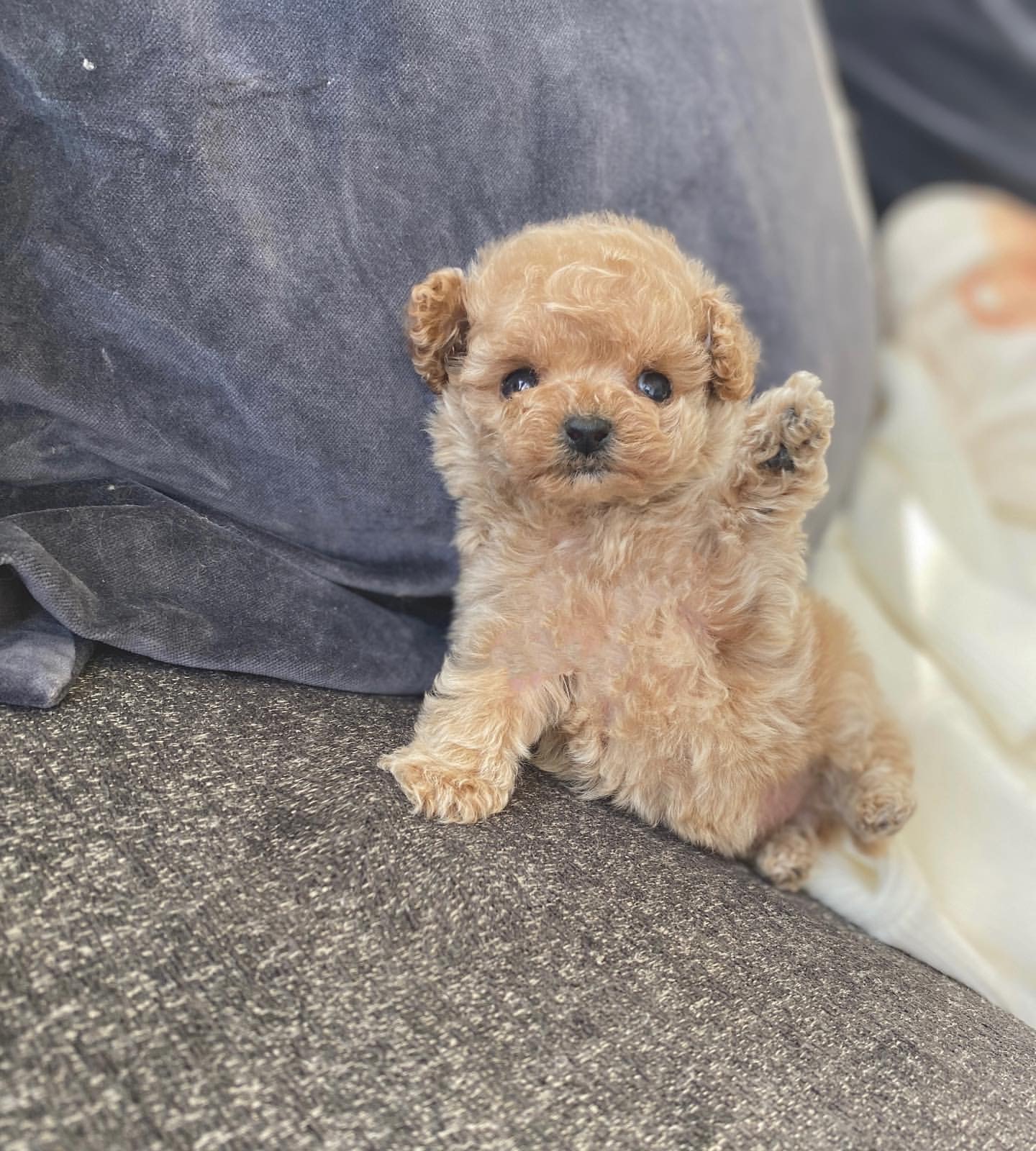 puppy name : luna (copy)