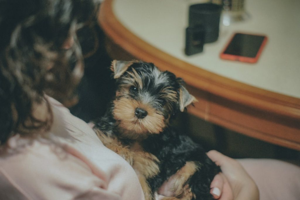 a-woman-holding-a-small-black-and-brown-dog-96e3l67qcqg